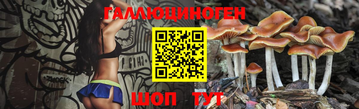 Псилоцибиновые грибы Psilocybe Биробиджан